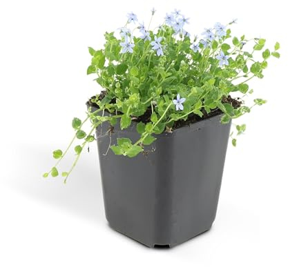 Bodendecker - Blauer Bubikopf - Isotoma fluviatilis - 9cm Topf - Set mit 24 Pflanzen