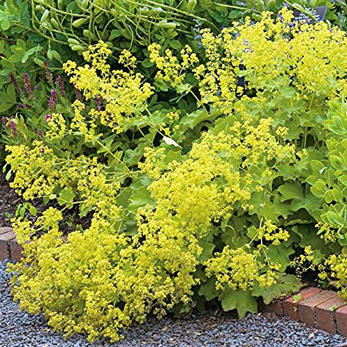 Großblättriger Frauenmantel/Silbermantel - Alchemilla mollis - anspruchsloser, schattenverträglicher Bodendecker - 1 Pflanze im 9 cm Topf von Garten Schlüter - Pflanzen in Top Qualität