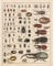 Meishe Art Jahrgang Plakate Drucken Insekten Sammlung Arten Identifizierung Bezug Abbildung Entomologie Klassenzimmer Club Mauer Dekoration Kunst(40cmx50cm)