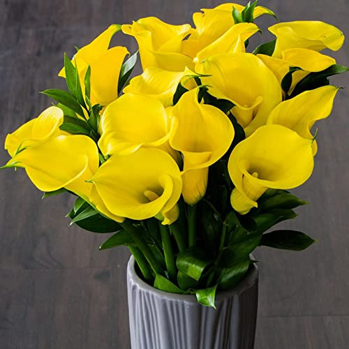 Winterharte Calla Zwiebeln Garten Blumen Balkonpflanzen Calla Lily Blumenzwiebeln MehrjäHrig Winterhart Balkon Blumen Gartendeko FüR DraußEn Exotische Pflanzen 4 Blumenzwiebel Calla Gelb
