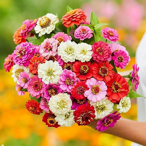 Welldales 30 Mixed Dwarf Thumberlina Zinnia Seeds UK Elegans Annual Border Bedding Flower