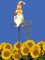 Pommerntraum ® | Regenmesser Niederschlagsmesser Pluviometer Gartendekoration Gartenstecker Zwerg Wichtel Gnom (Gartenzwerg)