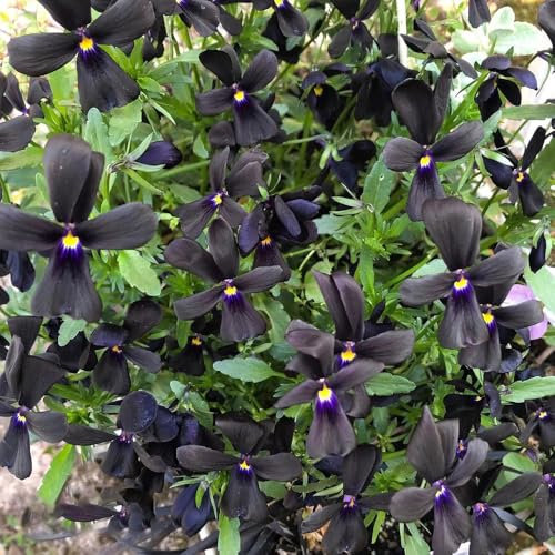 100 pz semi di viola del pensiero resistenti, fiori di campo, piante perenni resistenti semi di viola cornuta giardino fiorito, regalo di Pasqua prato fiorito perenne, piante da giardino