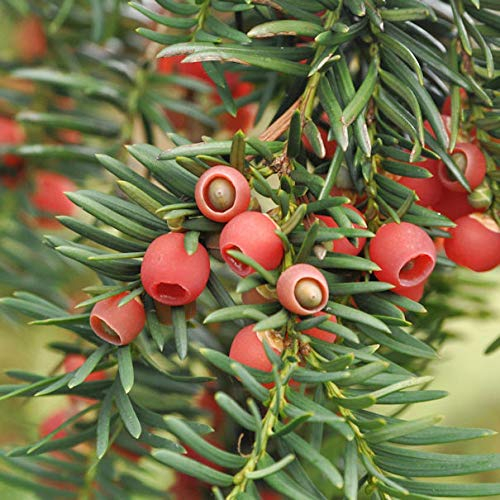 Heimische Eibe Gewöhnliche Eibe 30-40cm - Taxus baccata