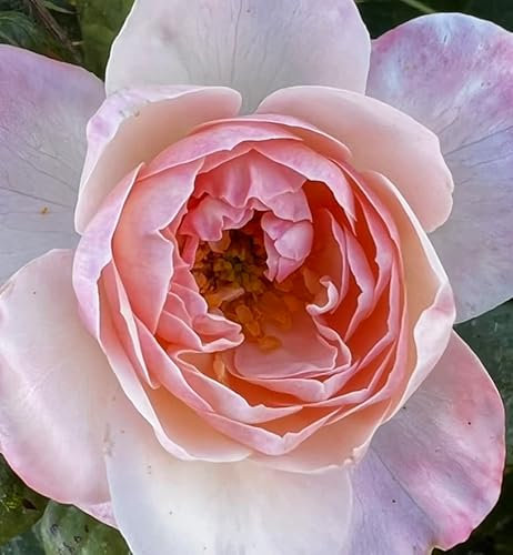 'English Miss' Potted Rose - Clusters of Fragrant Blush Blooms - Floribunda Rose - 4L Pot