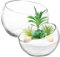 HANABASS 2 Stück Glas Pflanzgefäße, Schräg Geschnittene Vase, Schräger Mund Glasvase, Glas-Fischglas, Bonbonglas, Für Sukkulenten Blumen Und Pflanzen, Schreibtisch, Fensterbank, Balkon