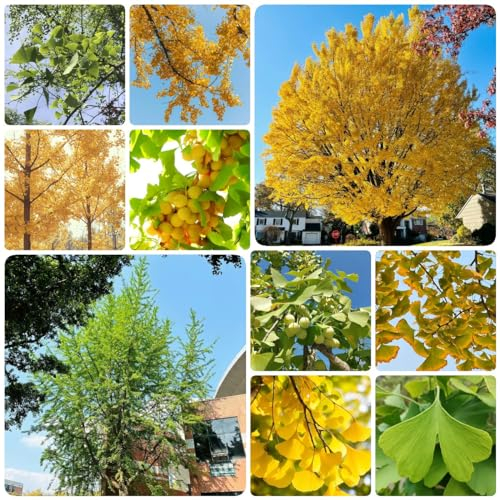 20 Pcs Ginkgo Baum Winterhart Samen - Ginkgo Biloba - Bäume Kaufen, Zimmerbonsai Bonsai Ginko Samen, Winterharte Kübelpflanzen Winterharte Pflanzen Für Garten Gartenpflanzen Winterhart