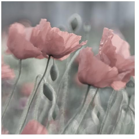 Bilderwelten Fototapete Blumen 192cm x 192cm Modern Natur Mohnblumen Blumentapete Vliestapete Tapete Wanddeko Ideen Wohnzimmer Schlafzimmer Küche