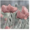 Bilderwelten Fototapete Blumen 192cm x 192cm Modern Natur Mohnblumen Blumentapete Vliestapete Tapete Wanddeko Ideen Wohnzimmer Schlafzimmer Küche