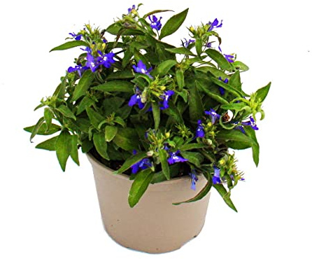 Exotenherz - Männertreu hängend - blau - Lobelia richardii - 11cm - Set mit 3 Pflanzen