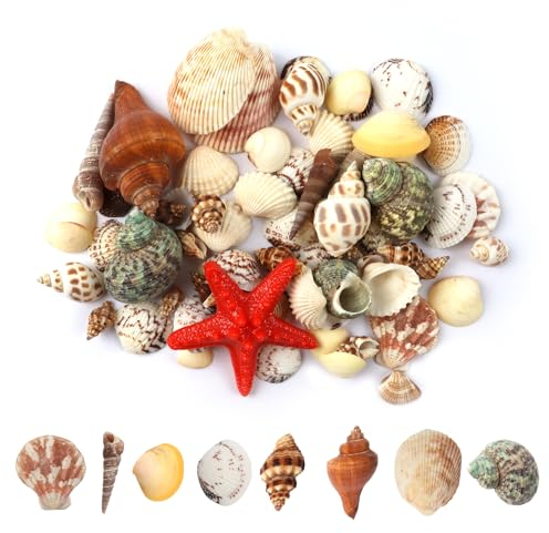 ChAusa Coquillages de mer, coquillages pour le bricolage, la plage, 200 g, mélange de coquillages océan, avec étoiles de mer, pour enfiler un réservoir à poissons, un vase de remplissage, pour la