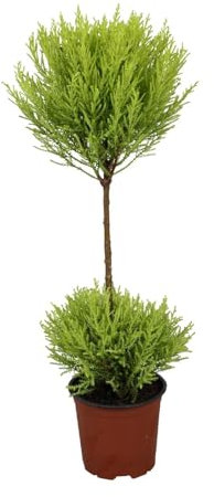 Cupressus Goldcrest Wilma - 50-60cm - Ø14cm - Pianta d'appartamento - Sempreverde