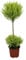 Cupressus Goldcrest Wilma - 50-60cm - Ø14cm - Pianta d'appartamento - Sempreverde