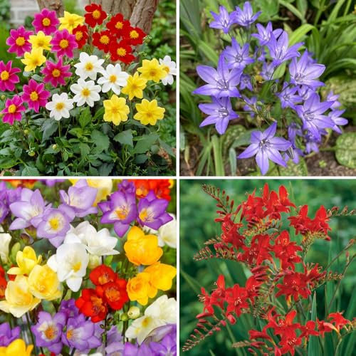 50 Flower Bulbs in Brown Hessian Bag – Butterfly-Friendly Mix Featuring Mignon Dahlia, Triteleia, Crocosmia Lucifer, Freesia Single Mix – Nectar-Rich Perennials for a Beautiful UK Garden
