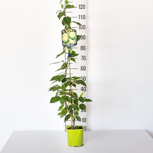 Pianta vera di Actinidia arguta Weiki - femmina - Diametro Vaso Ø 15 cm