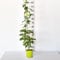 Pianta vera di Actinidia arguta Weiki - femmina - Diametro Vaso Ø 15 cm