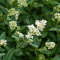 GreenboutiQ - Heckenpflanzen - Ligustrum ovalifolium - Blatt grün - 8 Pflanzen - 1 laufender Meter - immergrün - Topf 9cm Höhe 35-40cm