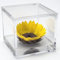 Passionefiori.it Cubo Girasole Stabilizzato 8cm Girasole eterno, Idea Regalo Fidanzata, Mamma, Regalo Natale, Compleanno, Anniversario,