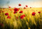 wandmotiv24 Fototapete Kornfeld mit Mohnblumen, XS 150 x 105cm - 3 Teile, Wanddeko, Wandbild, Wandtapete, Feld, Blumen M0398