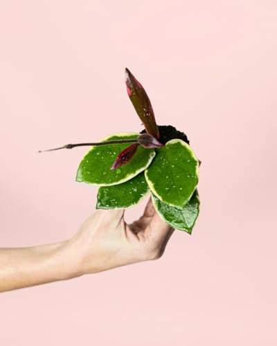 Hoya Flamingo Dream | Mini Plantas Naturales Interior | Pur Plant