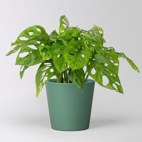 Monstera adansonii mit Topf Dallas seegrün, Topf-Ø 12 cm, 2 Pflanzen