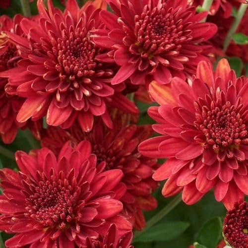 100pieces red Chrysanthemum Flower Seeds