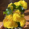 Semi di Begonia, Begonia grandis, Le piante perenni sono piante perenni resistenti semi di piante di begonia, piante per luoghi soleggiati Piante resistenti per il giardino Piante 250pcs