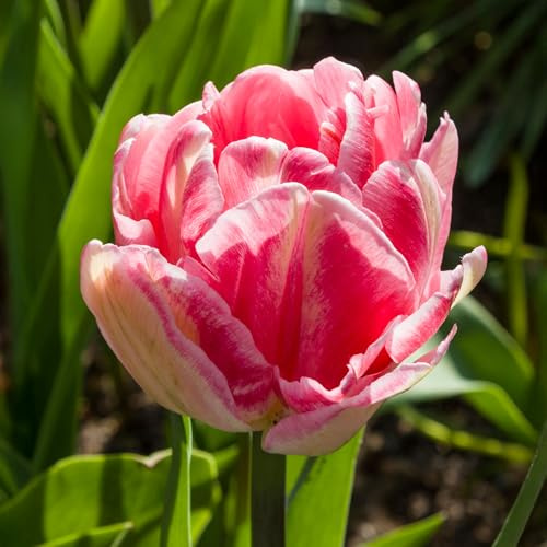Tulip Foxtrot - Tulip Bulbs for Planting Now UK Outdoor - Garden Bulbs for Elegant, Lightly Fragrant, Pink Spring Flowers - Low Maintenance, Fully Hardy Blooms for Beds, Borders,and Pots (Pack of 10)