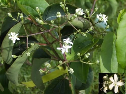Heptacodium miconioides - Sieben Söhne des Himmels Strauch - 40-60
