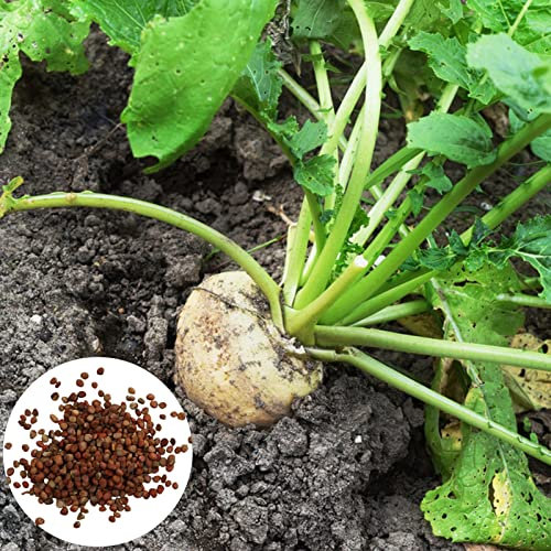 Luojuny Semi di barbabietola da zucchero, 300 pezzi Grande tasso di germinazione Resistente agli agenti atmosferici Non OGM Sopravvivenza cimelio Crescita rapida Piantare Alto rendimento Giardino all