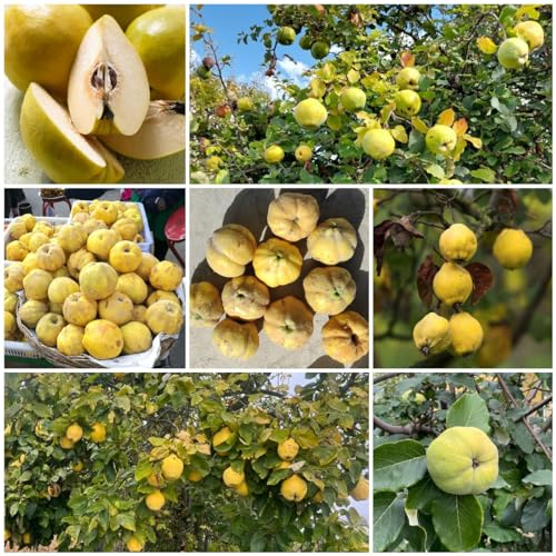 120 pcs quittenbaum säule samen - obstbäume kaufen, ostergeschenke (Cydonia oblonga) indoor garden, sukkulenten samen garten geschenke, pflanze echt winterharte stauden, pflanzen für