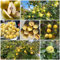 120 pcs quittenbaum säule samen - obstbäume kaufen, ostergeschenke (Cydonia oblonga) indoor garden, sukkulenten samen garten geschenke, pflanze echt winterharte stauden, pflanzen für