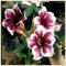 (Wüstenrose pflanze mix) - Desert rose plant - Adenium obesum pflanze - Adenium obesum wüstenrose - Wüstenrose pflanze kaufen-1zwiebeln-E