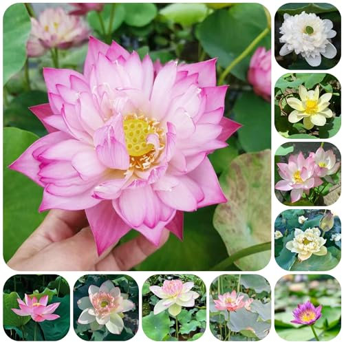 70 pcs Lotus Samen winterhart - winterharte pflanzen für garten, garten blumen pflanzensamen blumensaat, bonsai samen blumen balkon,