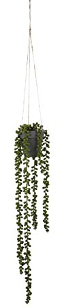 MICA Decorations Senecio Hanging Green-l56xw9xh9cm Original Dekoration für Weihnachten, Mehrfarbig, einzigartig