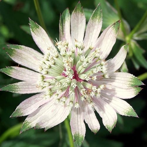 Plant Theory Involucrata Shaggy Masterwort Perennials Flowering Plants Astrantia Major 2L Pot