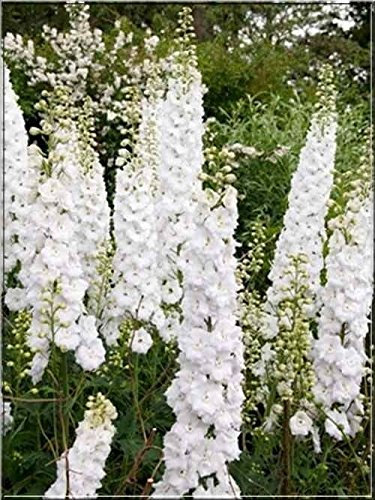 Pack x3 White Delphinium 'Galahad' Perennial Garden Supersize XXL Plug Plants