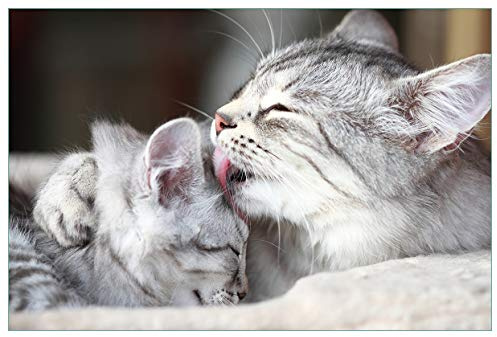 Wallario Küchenrückwand selbstklebend 90 x 60 cm, Motiv: Süße kleine getigerte Katzenbabys | Spritzschutz abwischbar & pflegeleicht