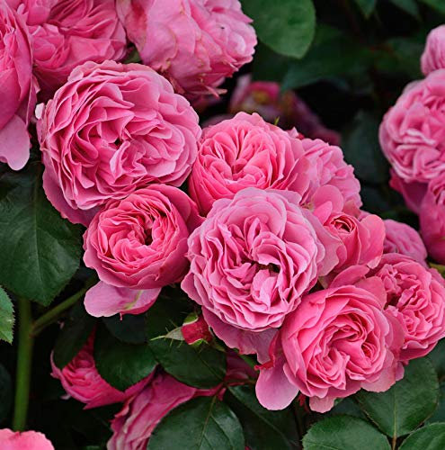 Romantikrose Leonardo da Vinci® 30-60cm