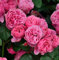 Romantikrose Leonardo da Vinci® 30-60cm