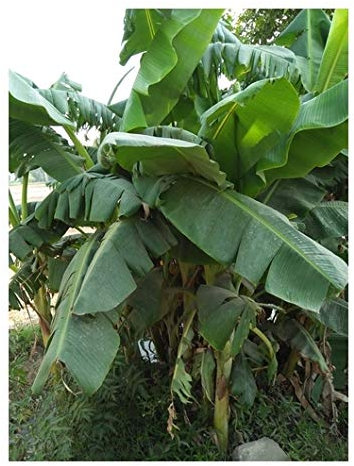 RP Seeds Ensete glaucum (Snow Banana) - 5 Seeds