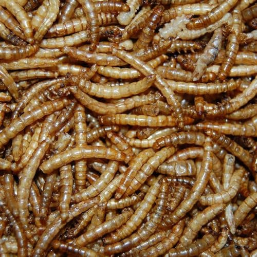 Oswalt Mehlwürmer 10kg - Getrocknet - Vogelfutter, Fischfutter, Igelfutter, Nagerfutter