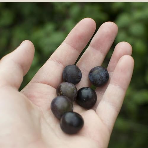 50 Pcs Schwarzdorn Samen, Schlehe Pflanze Samen, Gartendeko Für Draußen, Obst Samen, Prunus Spinosa, Steingartenpflanzen Winterhart, Obstsamen Topfpflanzen Draußen Winterhart, Bio