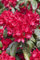 Rhododendron Hybr. 'Red Jack' 40-50 cm - Rhododendron, leuchtend rote Blüten, Blütezeit Mai-Juni, ideal für Halbschatten, immergrün, winterhart