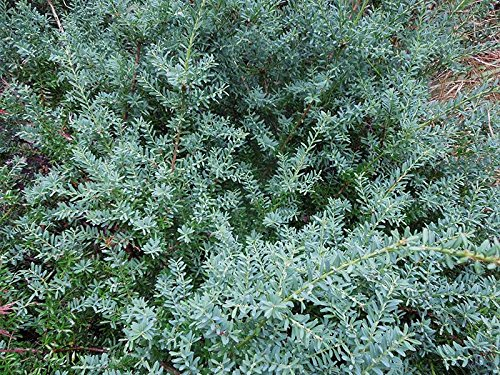 10 x Podocarpus lawrencei 'Blue Gem' (Gehölz/Heckenpflanze/Winterhart/Mehrjährig/Bodendecker/Immergrün) Blaue Steineibe - Kompakte Schönheit in faszinierendem Blau - von Stauden Gänge