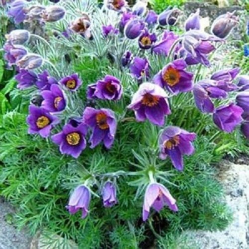 Kuhschelle Pulsatilla Violet 50 Samen