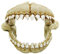 Amtra Denti di Squalo - Decorazione acquario artificiale in resina, Scenografico, Atossico, 21,3X14,2X13,2 CM