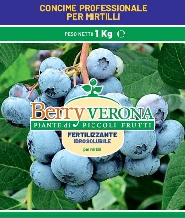 Pianta di mirtillo gigante americano (CONCIME PROFESSIONALE PER MIRTILLI)
