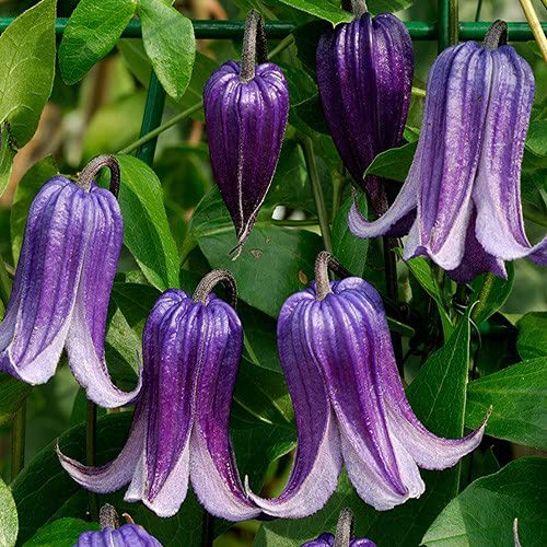 Plant World Seeds - Clematis Integrifolia Seeds