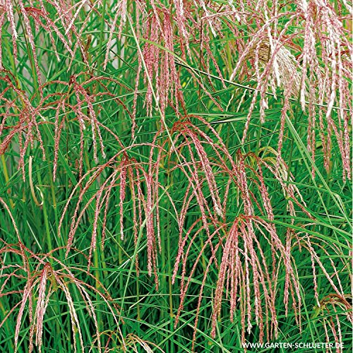 Chinaschilf 'Flamingo' - Miscanthus sinensis - rosa bis bräunlich-rosa Blüten - Im 3 Liter Container - Qualitätspflanze von Garten Schlüter